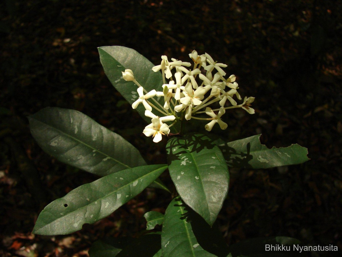 Ixora thwaitesii Hook.f.